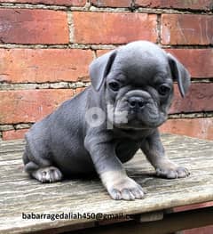 Fancy French Bulldog Puppies   Whatsapp at (+972 54-390-9457) 0