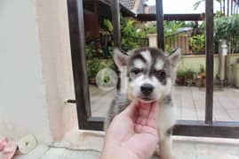 Cute Husky Puppies  Whatsapp (+306978127837) 0