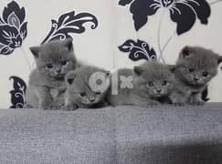 Beautiful British Shorthair kittens available 0