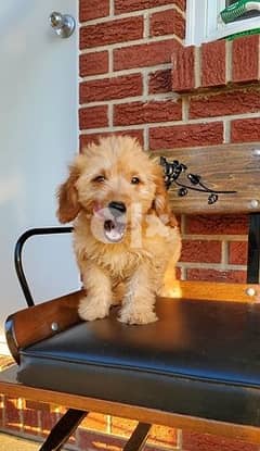 Goldendoodle -Puppy 0