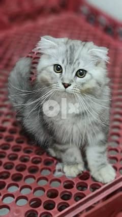 British long hair Chinchilla Silver Male Kitten - Good Quality 0