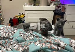 happy british shorthair kittens (whatsapp +971 52 498 3071) 0
