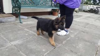 German Shephered puppy for sale 0