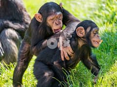 Whatsapp me (+407-2160-0187)  Healthy baby Chimpanzee 0