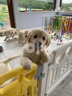 Two Golden Retriever Puppies  Whatsapp Me +40721-600-187 0