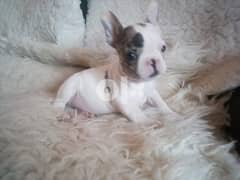 French Bulldogs Available Whatsapp (+306978127837) 0