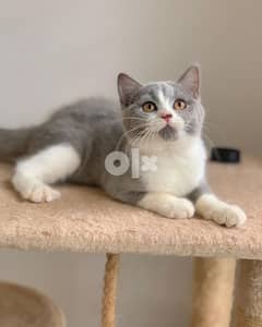 Beautiful exotic Shorthair kittens up for sale 0