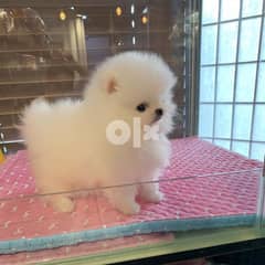 Charming maltese puppies are now ready to meet their new loving family 0