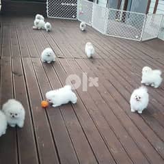 Adorable  Pomeranian Puppies 0