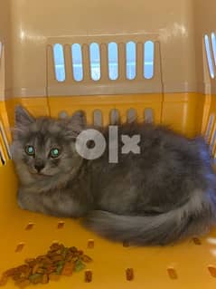 Persian Kitten (grey) 0