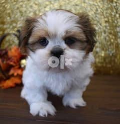 I have a male and female shih tzu puppies to offer. they are well train 0