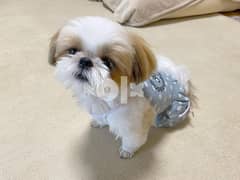 I have a male and female shih tzu puppies to offer. they are well train 0