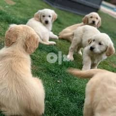 Beautiful Golden Retriever Puppy(whatsapp me +380681920272) 0