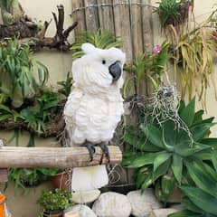 Beautiful Umbrella Cockatoo Parrot Whatsapp (+237695092736) 0