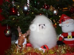 Gift a loved one with our long awaited pomeranian puppies 0
