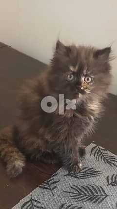 persian kitten for adoption 0