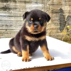 Male Rottweiler puppy for sale 0