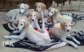 lovely saluki puppies for sale 0