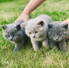 Adorable British Shorthair Kittens 0