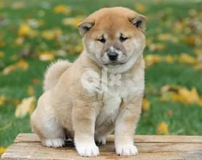 Shiba