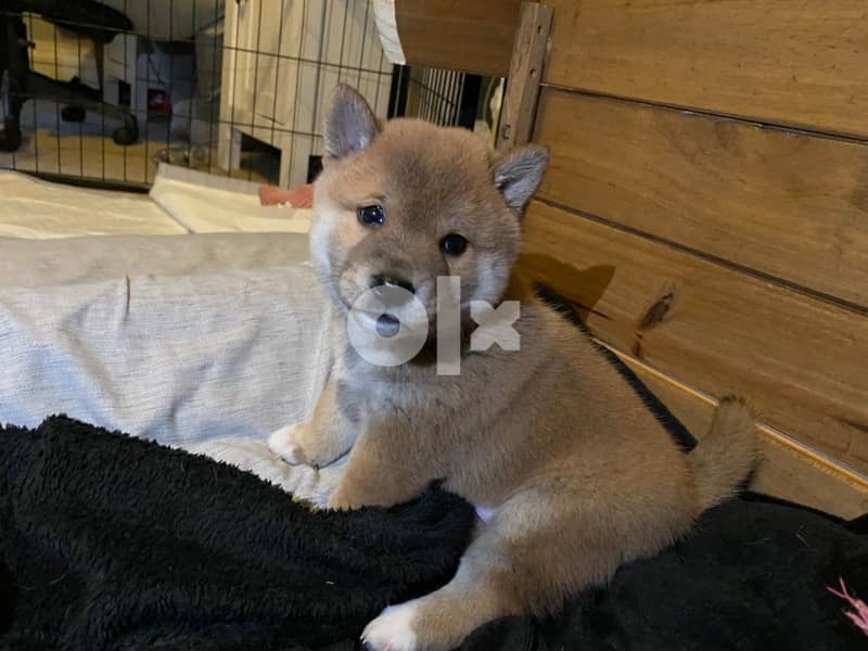 Shiba Inu Puppies Whatsapp Me +966588993320 1