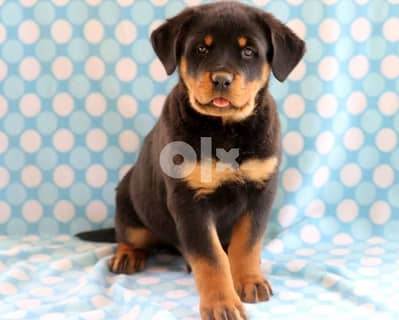 Rottweiler Puppies Whatsapp Me +966588993320