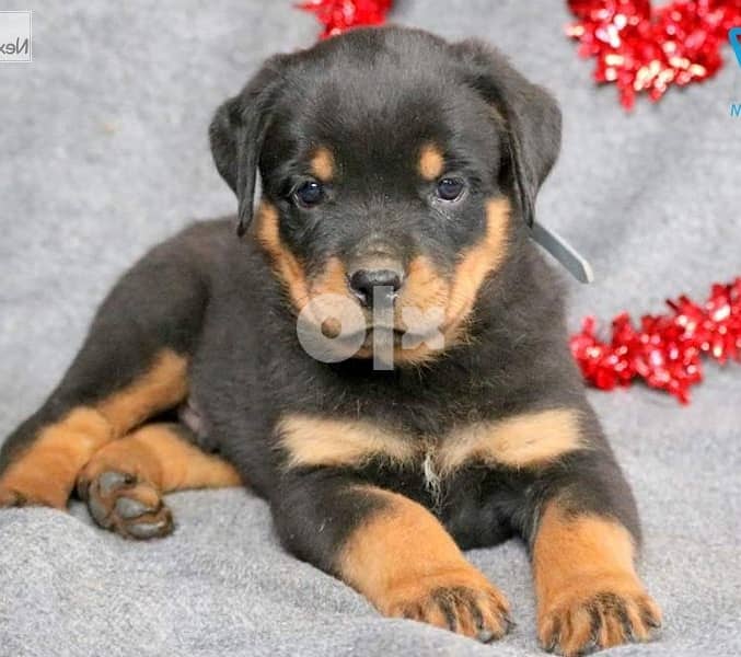 Rottweiler Puppies Whatsapp Me +966588993320 1