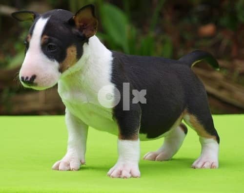 Whatsapp Me +966583921348 Bull Terrier Puppies 1