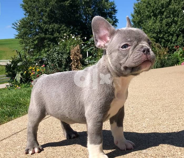 Whatsapp Me +972555074990 French Bulldog Puppies 0