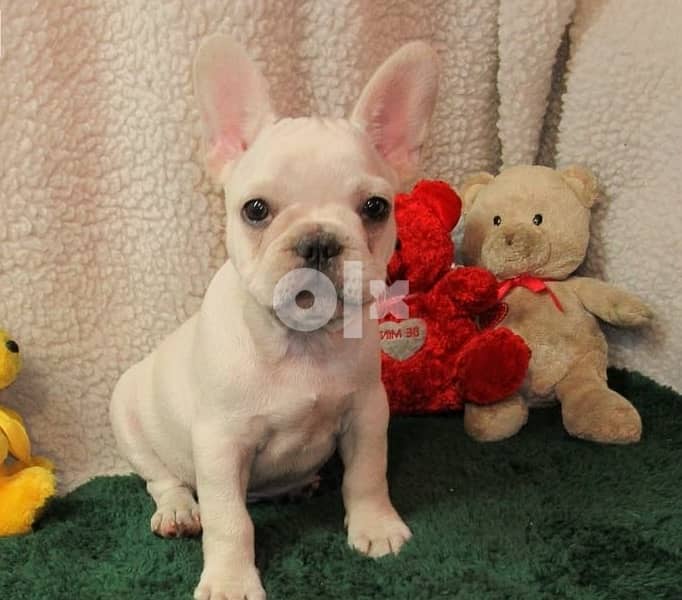 Whatsapp Me +972555074990 French Bulldog Puppies 1