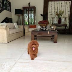 Toy Poodle For Rehoming 0