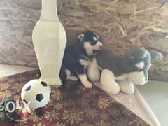 Siberian Husky Puppy for Adoption 0