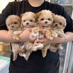 Toy-Poodles puppies 0