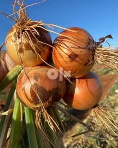 Onions for sale 0