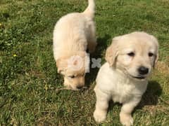 Whatsapp me (+407-2160-0187)   Beautiful Golden Retriever Puppies 0