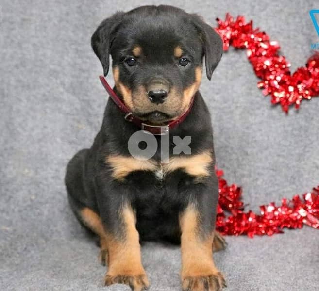 Whatsapp Me +966588993320 Rottweiller Puppies 1