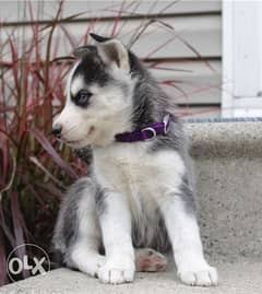 Siberian Husky puppies for re-homing 0