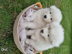 Samoyed puppy available 0