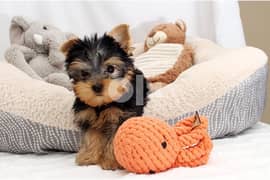Yorkshire Terrier  Whatsapp me (+972-543-909-457) 0