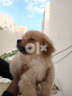 60 days Griffon male puppy for sale 0