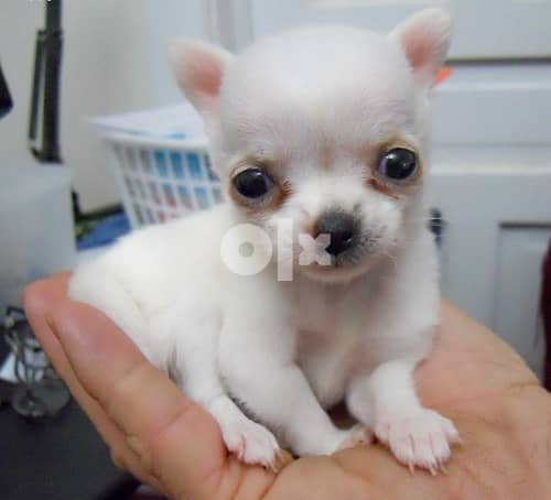 Whatsapp Me +966588993320 Chihuahua Puppies 1