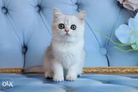 Adorable scottish fold kittens 0