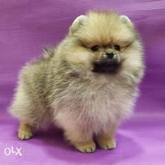 Pure pomeranian puppy’s for sale 0