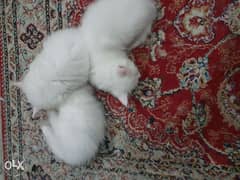 persian cats 0
