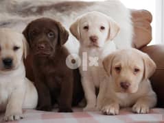 Whatsapp me (+407-2160-0187)  Adorable Labrador Retriever Puppies 0