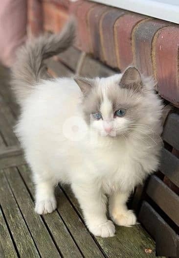 Whatsapp Me +966588993320 Ragdoll kittens Ready 2