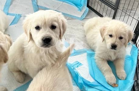 Whatsapp Me +972555074990 Golden Retriever Puppies