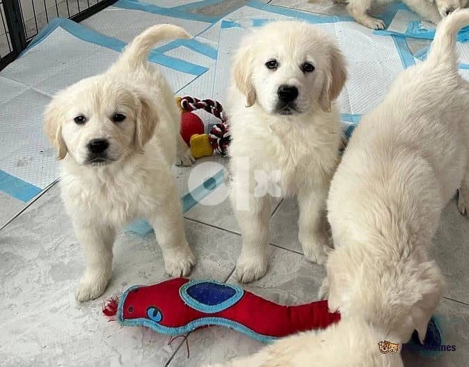 Whatsapp Me +972555074990 Golden Retriever Puppies 1