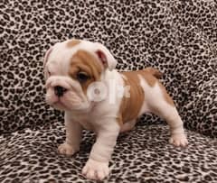 Adorable English Bulldog Puppies  Whatsapp me (+965 6595 7917) 0
