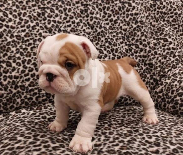 Whatsapp Me +966583921348 English Bulldog Puppies 0